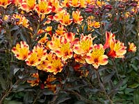 Alstroemeria 'Indian Summer' - Lily péruvienne 'Indian Summer'
