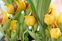 Anguloa wyld calice gx - Orchidée tulipe