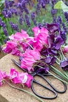 Lathyrus odoratus - Fleurs de pois de senteur 'Just jenny' et de pois de senteur 'Arianne' sur un siège en pierre avec des ciseaux vintage
