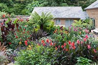 Plantation semi tropicale de fougères arborescentes australiennes, cannas, dahlias, phormiums, salvias et plectranthus dans un jardin clos.