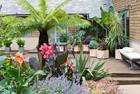 Vue d'un patio pavé moderne entouré de plantations semi-tropicales, y compris des fougères arborescentes australiennes - Dicksonia antarctica, Canna, Phormium, Dahlia, géraniums rustiques et Plectranthus argenté.