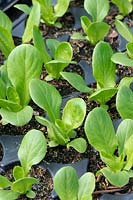 Lactuca sativa - Petits plants de laitue gemme dans un plateau.