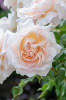 Rosa Chandos Beauty 'Harmisty' - Rose 'Chandos Beauty '