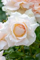 Rosa Chandos Beauty 'Harmisty' - Rose 'Chandos Beauty'