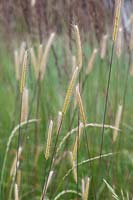 Hordeum bulbosum - Orge bulbeux