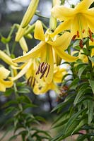 Lilium 'Espace jaune' - Lily trompette orientale 'Espace jaune'