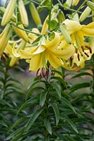 Lilium 'Espace jaune' - Lily trompette orientale 'Espace jaune'