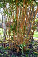 Phyllostachys aurea - Bambou polaire