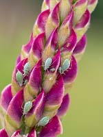 Pucerons - Infestation de mouches vertes sur le lupin.