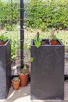 Outils et matériels prêts à planter des Cucamelons dans des jardinières carrées noires.