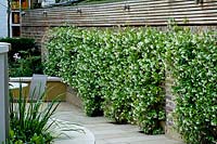 Floraison Trachelospermum Jasminoides - Jasmin confédéré grandit mur de jardin dans un jardin urbain.