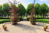 Jardin de l'Hermitage et du Hoftuin avec paire de Fagus sylvatica Purpurea Group - Jeunes hêtres cuivrés.