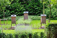 Trio de ruches actives parmi la lavande dans le jardin commun de De Bary, Amsterdam, Pays-Bas, conçu par Cilia Prenen.