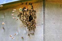 Les abeilles se sont regroupées autour de l'entrée de la ruche.