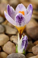 Crocus sieberi 'Ronald Ginns' - Sieber's Crocus 'Ronald Ginns'