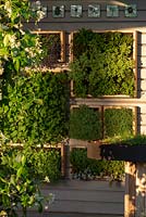 Une galerie de plantes d'herbes encadrées sur l'Année de l'action verte Darden. Il y a des cadres plantés de fraises des bois, de camomille, une sélection de variétés de menthe, de thym et de pousses de pois. Concepteurs: Helen J Rosevear et Jane Stoneham - Sponsors Defra.