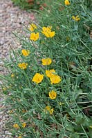 Glaucium flavum - pavot à cornes