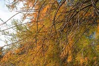 Tamarix Parviflora à feuilles jaune d'or en automne, octobre