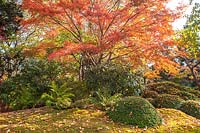 Jardin japonais d'automne avec Acer Palmatum et rhododendron