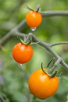 Solanum lycopersicum 'Sungold' mûrissant des fruits sur la ferme