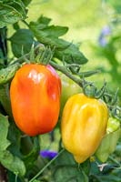 Solanum lycopersicum 'San Marzano' - Maturation des tomates