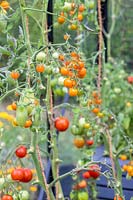 Solanum Lycopersicum 'San Marzano' 'Tigerella' 'Sungold' avec feuillage enlevé