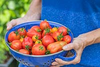 Femme tenant une passoire avec un mélange de tomates récoltées