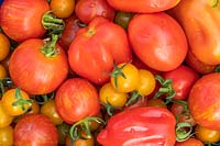 Mélange de tomates récoltées - 'San Marzano', 'Sungold' et 'Tigerella'
