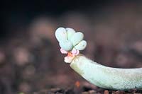 Une feuille de hangar de Pachyphytum bracteosum forme spontanément une nouvelle plante
