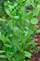 Portulaca oleracea - Pourpier vert