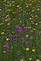 Prairie de fleurs sauvages - Leontodon hispidus Hawkbit rugueux, centaurée Centaurea nigra