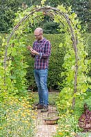 Man picking Runner beans 'Polestar' du tunnel de haricots