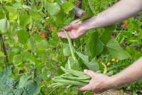 Homme cueillant des haricots Runner 'Polestar'