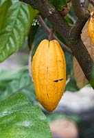 Theobroma cacao - Cacao pod