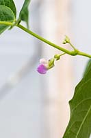 Phaseolus vulgaris 'Cobra' - Fleur de haricot grimpante