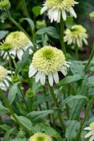 Echinacea 'Honeydew' - Coneflower