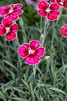 Dianthus 'Flutterby' - Rose des Alpes