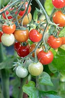 Solanum lycopersicum - Tomato Cherry Baby mûrissant sur la vigne