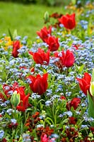 Tulipa rouge - Tulipes et Myosotis - Ne m'oubliez pas dans le parterre de fleurs.