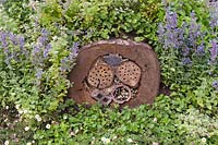 Un habitat d'insectes décoratif et pratique fabriqué à partir d'une section d'arbre coupé entouré d'origan, de menthe des chats et de violette commune - Viola riviniana