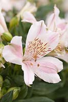 Alstroemeria 'Little Miss Sophie' - Lily péruvienne