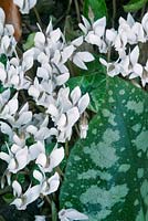 Cyclamen hederifolium var. hederifolium albiflorum 'Album' avec feuillage Pulmonaria.
