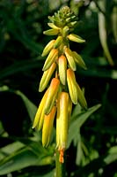 Pic de fleur d'Aloe striatula - Aloe à tige rayée