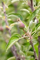 Malus 'Braeburn' - Jeunes fruits se formant sur le pommier