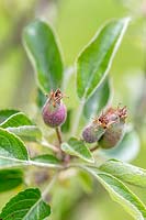 Malus 'Braeburn' - Jeunes fruits se formant sur le pommier
