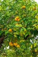 Citrus x sinensis - Orangers, Cordoue, Espagne.
