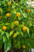 Citrus x sinensis - Orangers, Cordoue, Espagne.