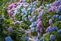 Hydrangea macrophylla 'Nikko Blue' - Arbustes français Hydrangea 'Nikko Blue' le long du chemin dans le jardin.