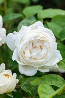 Rosa 'Winchester Cathedral' - 'Auscat'