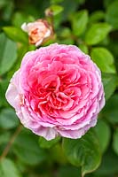 Rosa 'James Galway' - 'Auscrystal'